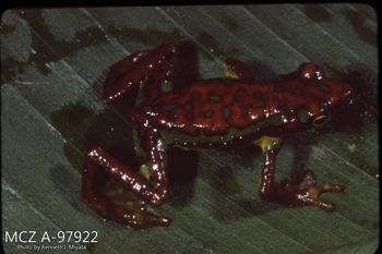 Media type: image;   Herpetology A-97922 Description: Photo of animal in life, taken in the field by Dr. Kenneth Ichiro Miyata. A slide of the photo was scanned in 2012 by Melissa Wooley.;  Aspect: dorsal